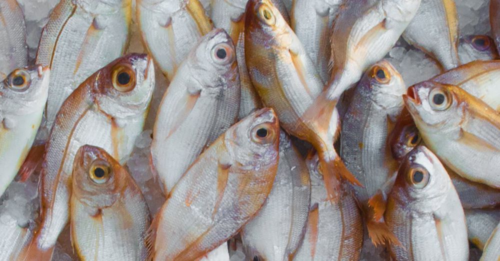 Beginner Ice Fishing - A vibrant display of fresh fish on ice at a seafood market, highlighting marine bounty.