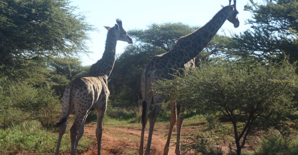 Wildlife Safaris - Majestic giraffes roam the savannah, surrounded by lush greenery and open skies.