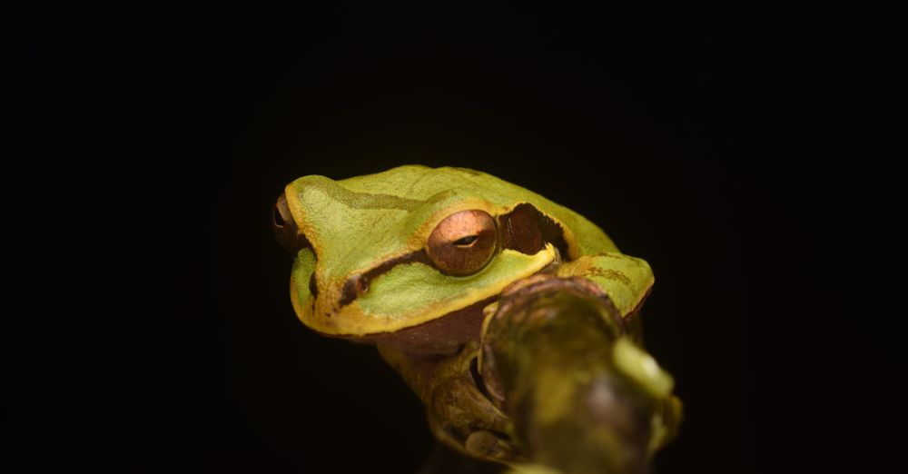 Wildlife Species - A green frog with a red eye sits on a branch