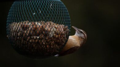 Feeders - Close-up of a wren bird feeding on a bird feeder in natural Indiana setting.