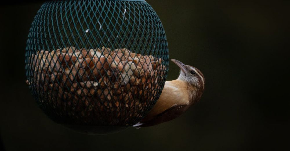 Feeders - Close-up of a wren bird feeding on a bird feeder in natural Indiana setting.