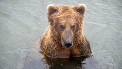 Bear Watching - A brown bear emerges from water, showcasing its natural habitat and curious expression.