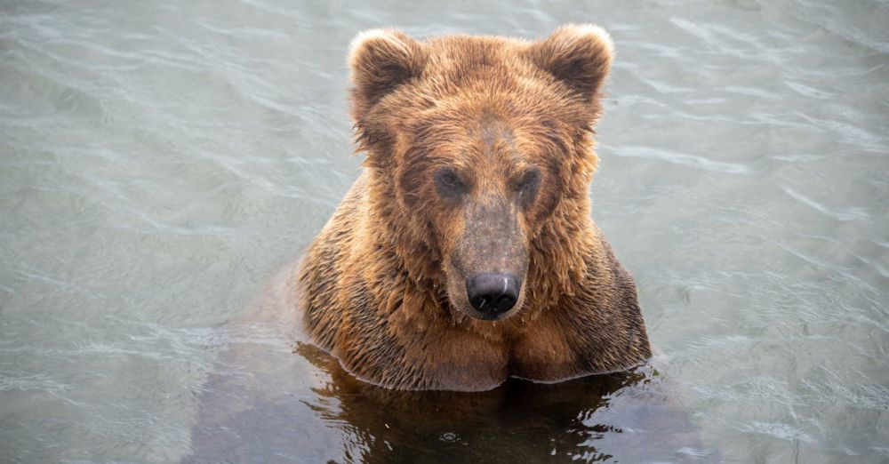 Bear Watching - A brown bear emerges from water, showcasing its natural habitat and curious expression.