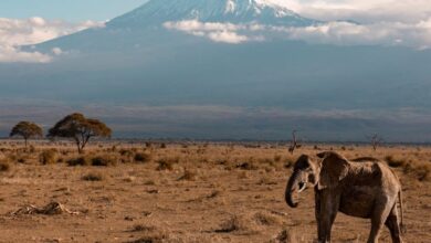 Safari Destinations - Elephant roaming the savanna with Mount Kilimanjaro in the background, showcasing the beauty of African wildlife.