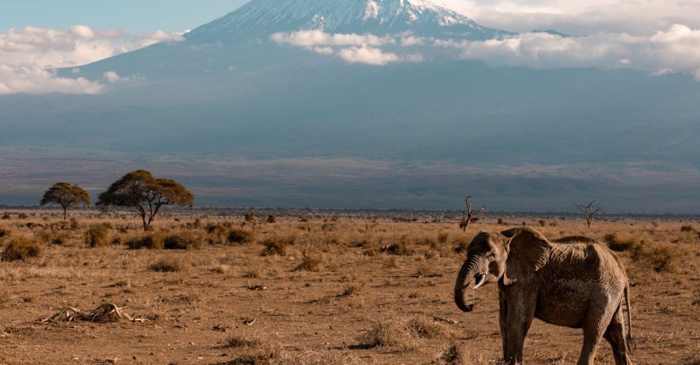 Safari Destinations - Elephant roaming the savanna with Mount Kilimanjaro in the background, showcasing the beauty of African wildlife.