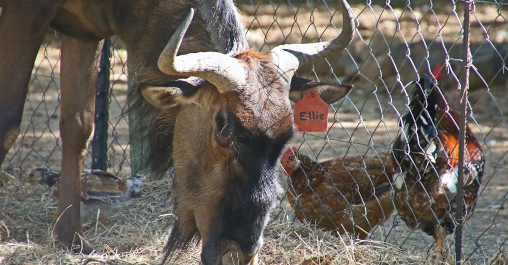 Safari Safety - A blue wildebeest grazing next to chickens behind a zoo enclosure fence.