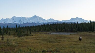 Moose Watching - A moose stands in a vast Alaskan landscape with mountains and forest at sunrise.