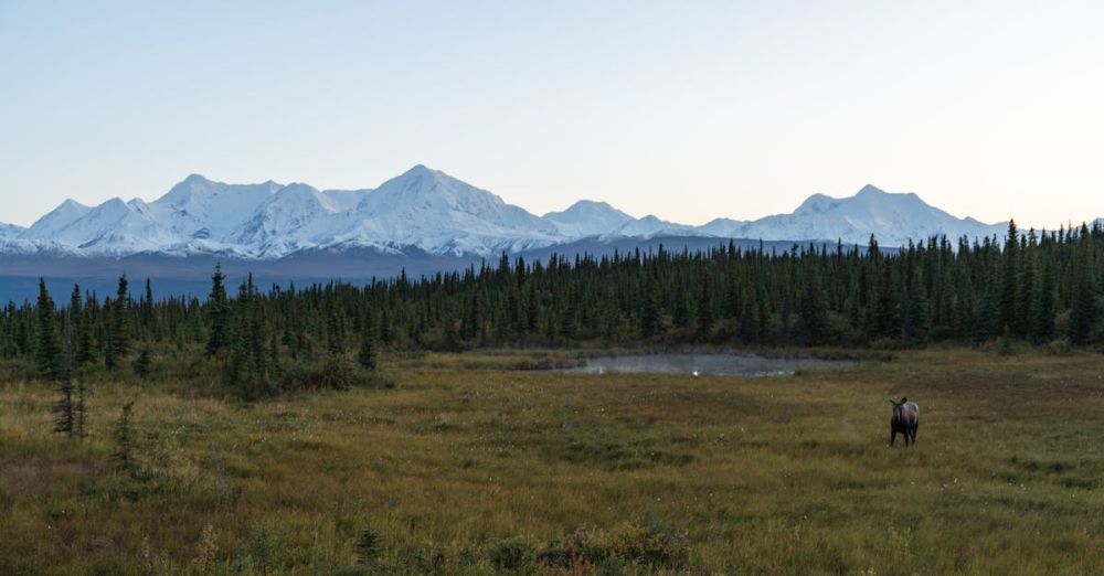 Moose Watching - A moose stands in a vast Alaskan landscape with mountains and forest at sunrise.