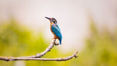 Wildlife Photography - A vibrant kingfisher bird perched on a branch with a blurred natural background.