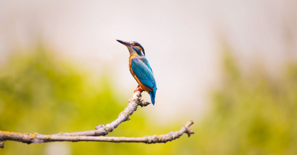 Wildlife Photography - A vibrant kingfisher bird perched on a branch with a blurred natural background.