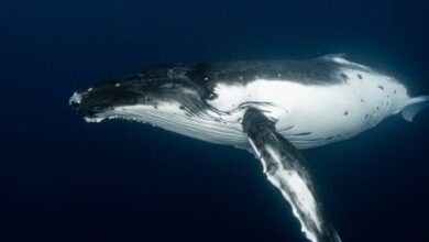 Whale Watching - Close-up of a majestic humpback whale swimming gracefully underwater.