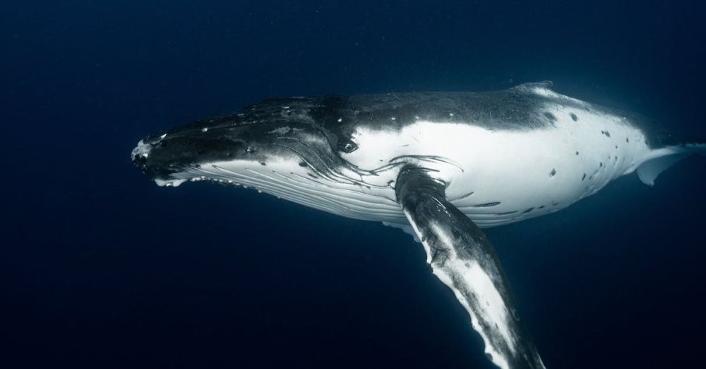 Whale Watching - Close-up of a majestic humpback whale swimming gracefully underwater.