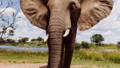 Choosing Safari - An elephant with its trunk raised in the air