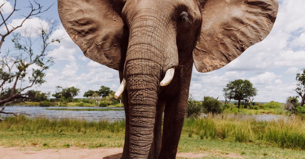 Choosing Safari - An elephant with its trunk raised in the air