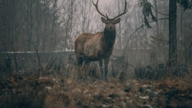 Winter Safari - Wild brown deer with big horns standing on grassy field near trees while looking at camera in gloomy forest