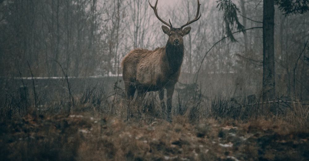 Winter Safari - Wild brown deer with big horns standing on grassy field near trees while looking at camera in gloomy forest