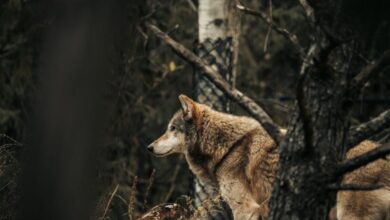 Wolf Watching -