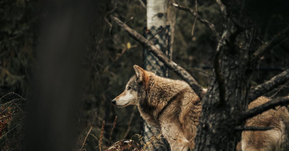 Wolf Watching -