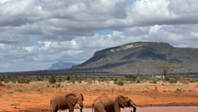 Family Safaris - Two elephants drinking at a waterhole in a vivid African landscape with a mountain backdrop.