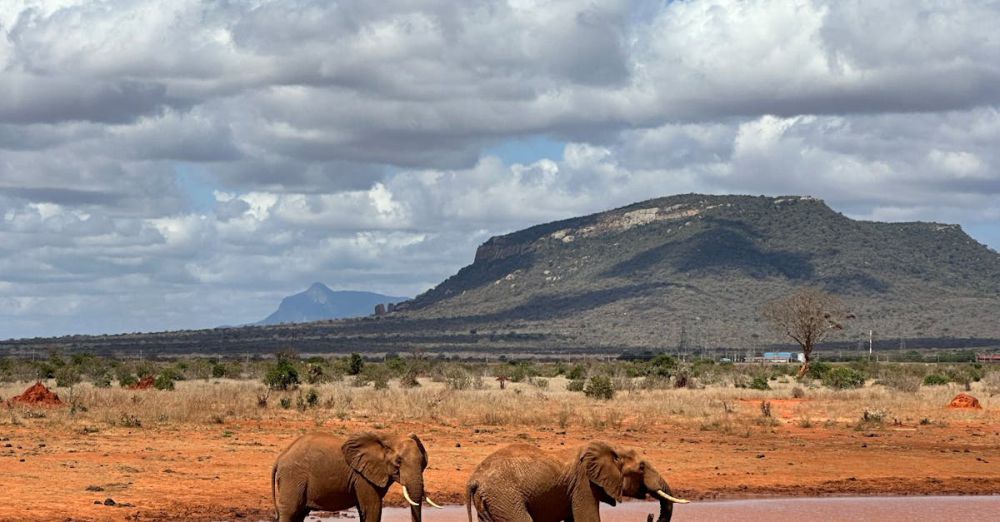 Family Safaris - Two elephants drinking at a waterhole in a vivid African landscape with a mountain backdrop.