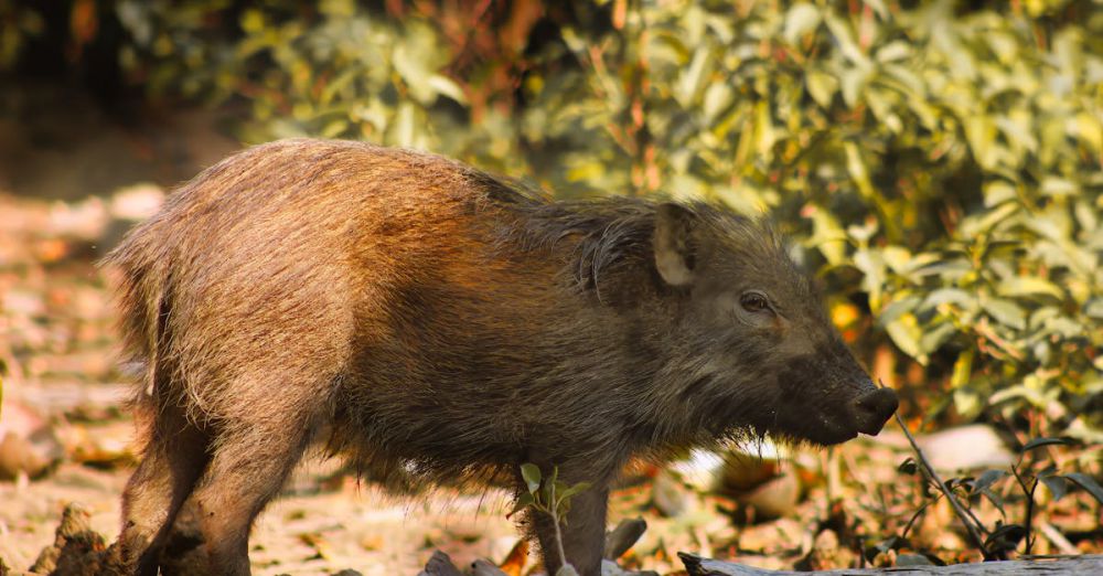 Safari Photography - A mangrove boar (Sus scrofa) stands in a sunlit forest, showcasing its rugged fur.