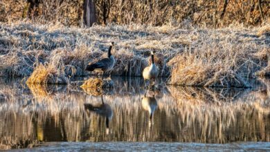 Beaver Watching - A serene scene of Canada geese reflecting in a frosty wetland setting in Beaver, Minnesota.