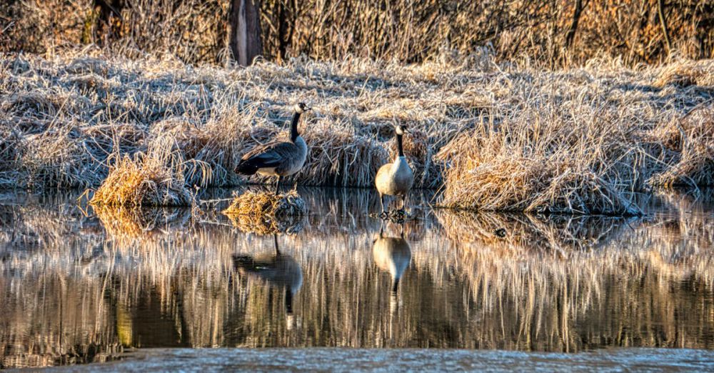 Beaver Watching - A serene scene of Canada geese reflecting in a frosty wetland setting in Beaver, Minnesota.