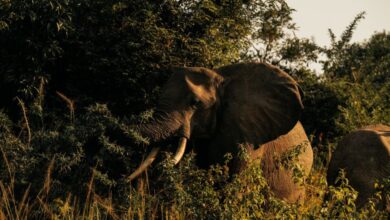 Multi-Day Safari - Elephant