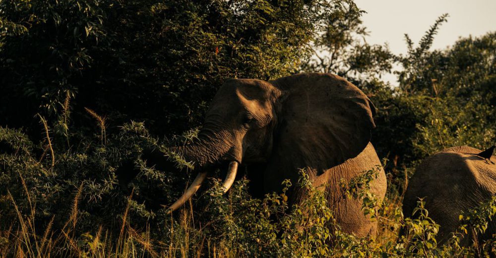 Multi-Day Safari - Elephant