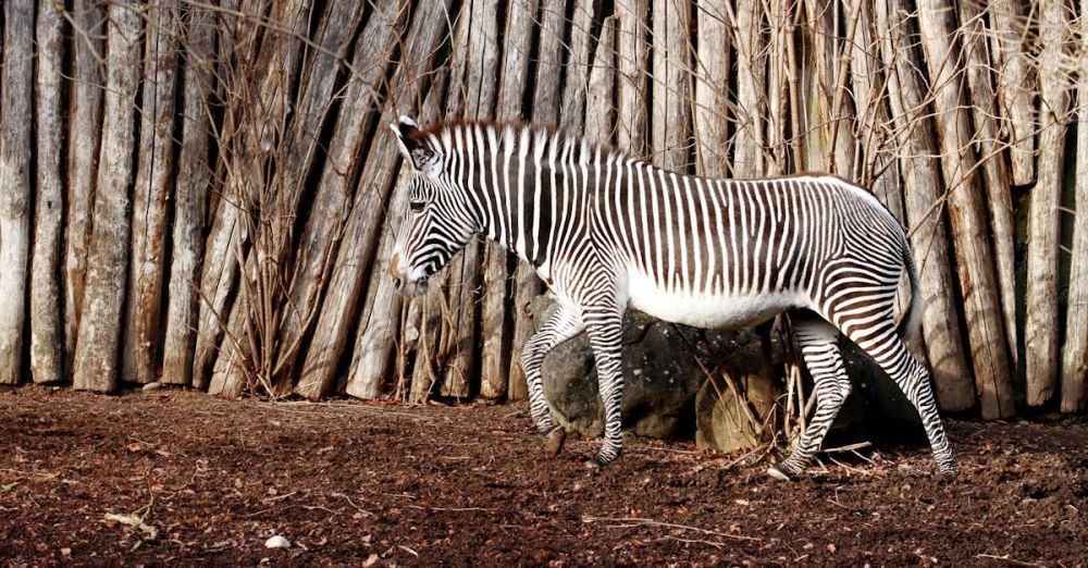 Solo Safari - A solitary zebra gracefully walking in a zoo environment against a wooden fence backdrop.