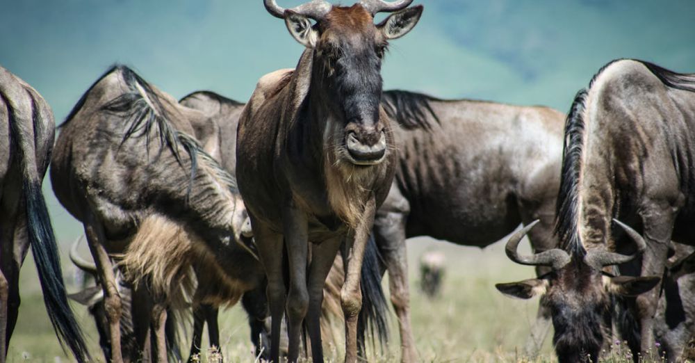 Adventure Safaris - A herd of wildebeests grazing in the grasslands of Manyoni, Tanzania during the day.