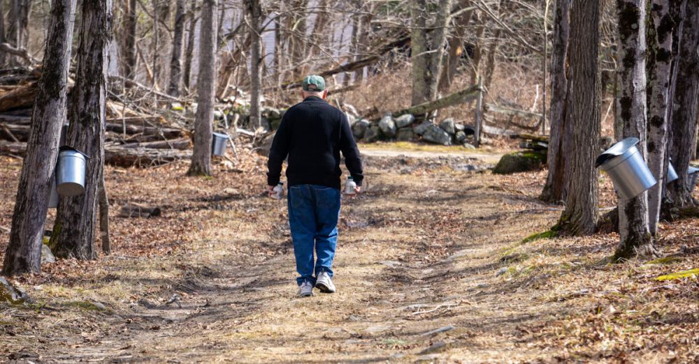 Maple Syrup Making - A man walks down a path during maple syrup season in a forest with sugar taps.