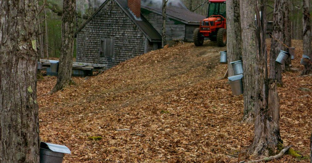 Maple Syrup Farms - A rustic cabin in an autumn forest with syrup taps and a tractor, capturing peaceful rural life.