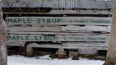 Maple Syrup Products - Shabby wooden construction with inscription Maple Syrup located between trees in snowy countryside