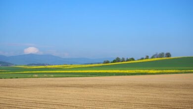 Day Trip Farms - Expansive rural fields with vibrant green and yellow crops under a clear blue sky.