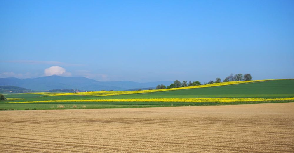 Day Trip Farms - Expansive rural fields with vibrant green and yellow crops under a clear blue sky.