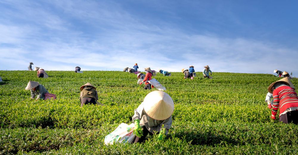 Harvesting - A group of farmers harvesting tea leaves in a verdant field under a clear blue sky.