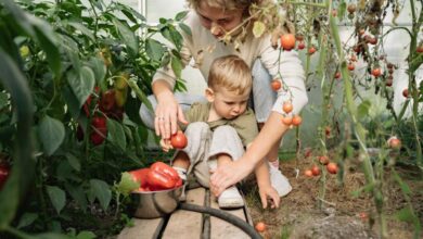 Learning Farms - A mother and her young son harvest tomatoes and peppers together in a lush greenhouse.