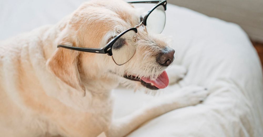 Best Time - Adorable dog with glasses lying on a bed next to an open book, tongue out.