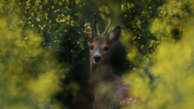 Hidden Springs - Roe deer with small antlers surrounded by vibrant yellow flowers, showcasing spring wildlife.