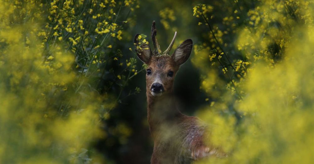 Hidden Springs - Roe deer with small antlers surrounded by vibrant yellow flowers, showcasing spring wildlife.