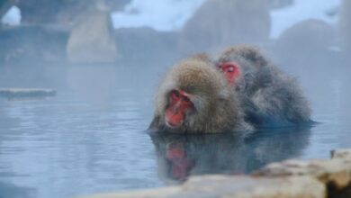 Natural Springs - Japanese macaques enjoying a hot spring in Nagano, creating a serene wildlife scene.