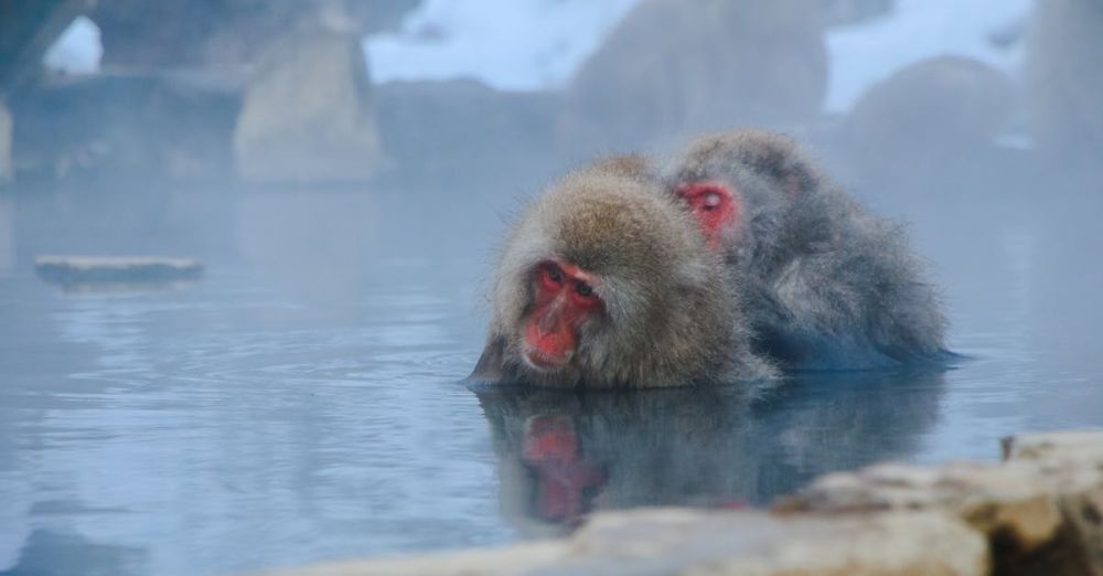 Natural Springs - Japanese macaques enjoying a hot spring in Nagano, creating a serene wildlife scene.