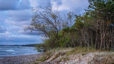 Outdoor Springs - Scenic beach landscape with windswept trees and waves under a cloudy sky at dusk.