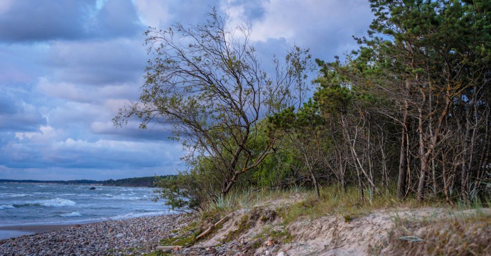 Outdoor Springs - Scenic beach landscape with windswept trees and waves under a cloudy sky at dusk.