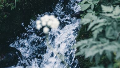 BC Courses - A serene creek flows through verdant foliage in BC, Canada, capturing nature's untouched beauty.