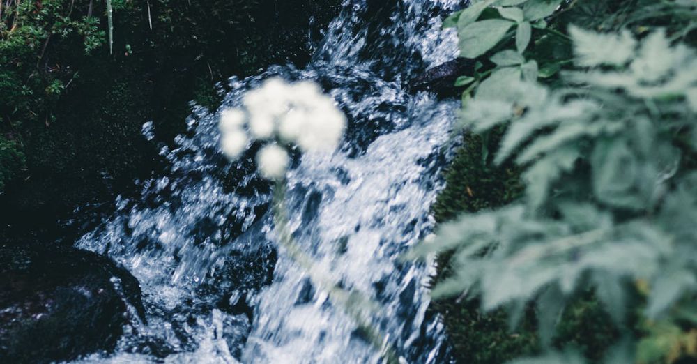 BC Courses - A serene creek flows through verdant foliage in BC, Canada, capturing nature's untouched beauty.