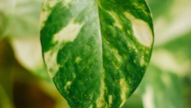 Air Purifiers - Detailed shot of a lush Marble Queen Pothos leaf showcasing its intricate patterns.