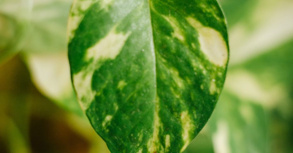 Air Purifiers - Detailed shot of a lush Marble Queen Pothos leaf showcasing its intricate patterns.