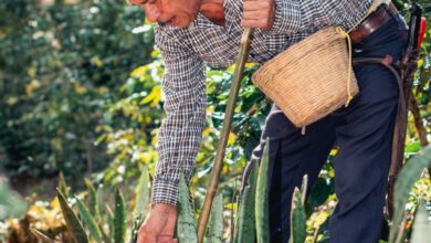 Beginner Routes - A farmer harvesting sierra plants in Xicotepec de Juárez, Mexico, surrounded by foliage.